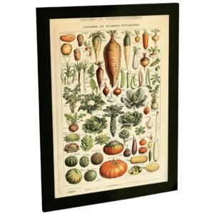 Quadro Decorativo Ilustração Botânica Vintage Legumes Decoração