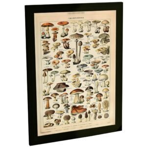 Quadro Decorativo para Sala Botânica Vintage Cogumelos – Ilustração Natureza Decoração Parede Quarto