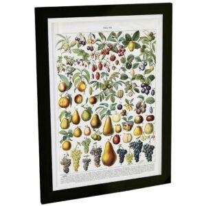 Quadro Decorativo Frutas Ilustração Botânica Vintage Retro Decoração Poster