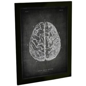 Quadro Decorativo Cérebro Medicina Psicologia Mente Decoração Escritório